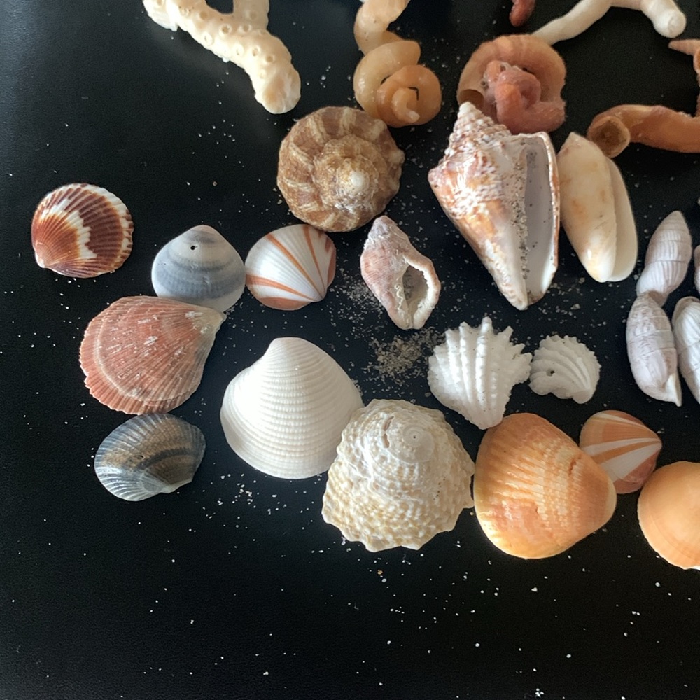 Boca Raton Shells and coral - Picture 6 of 7